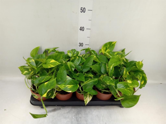 <h4>Epipremnum pinn. 'Aureum'</h4>