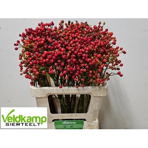 ROSA MAG AUTUM GLORY