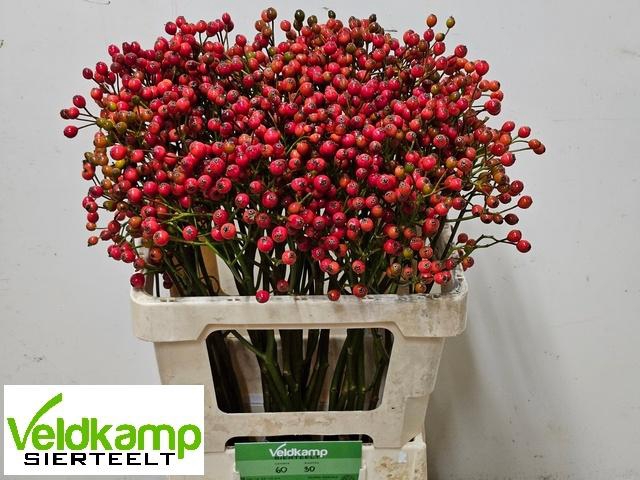 <h4>ROSA MAG AUTUM GLORY</h4>