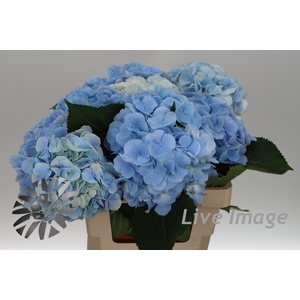 Hydrangea verena blue