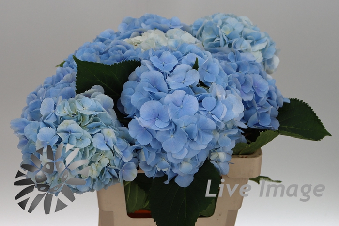 <h4>Hydrangea verena blue</h4>