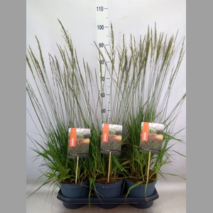 Molinia caerulea 'Moorhexe'