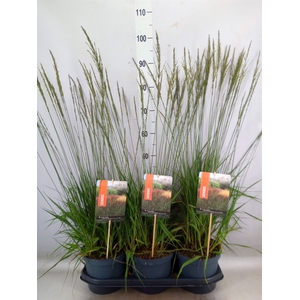 Molinia caerulea 'Moorhexe'
