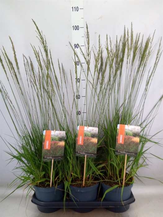 <h4>Molinia caerulea 'Moorhexe'</h4>