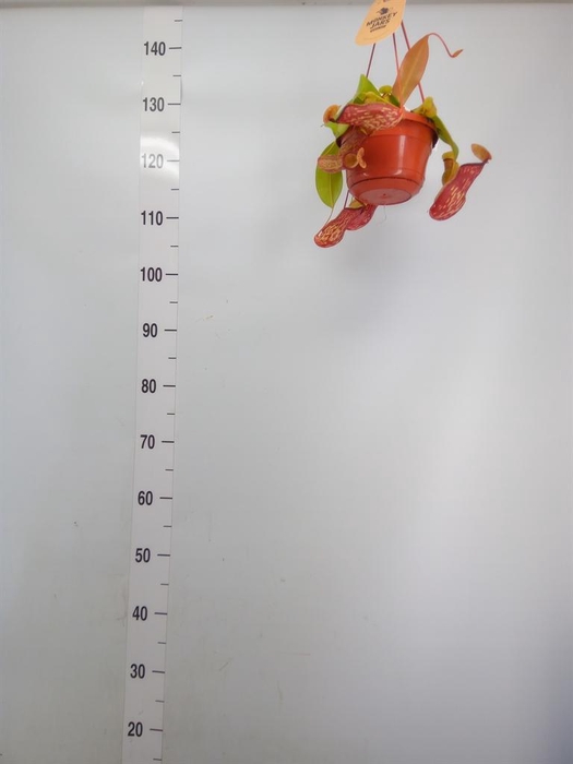 <h4>Nepenthes    ...</h4>