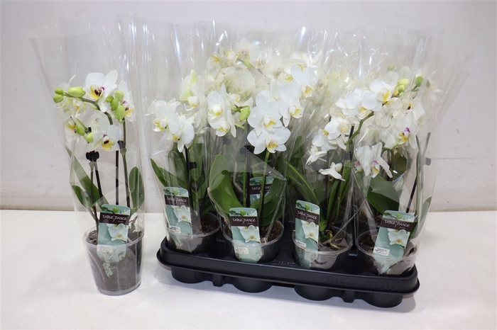 <h4>Phal Ov Wit</h4>