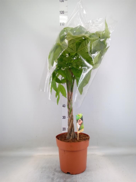 <h4>Pachira aquatica</h4>