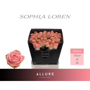 R Gr Sophia Loren Allure Berg