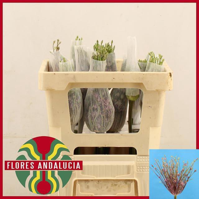 <h4>ALLIUM SCHUBERTII</h4>