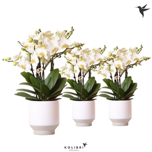 Kolibri Orchids Phalaenopsis Lausanne 6 spike in Harmony white