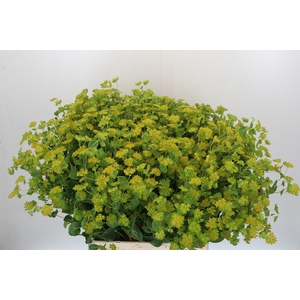 Bupleurum Griffithii