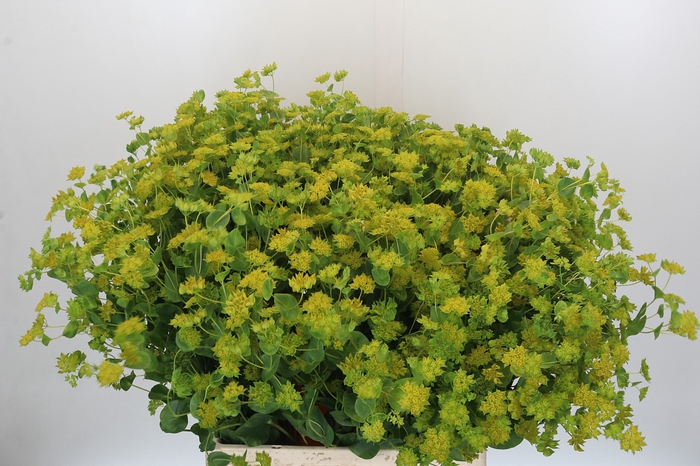 <h4>Bupleurum Griffithii</h4>