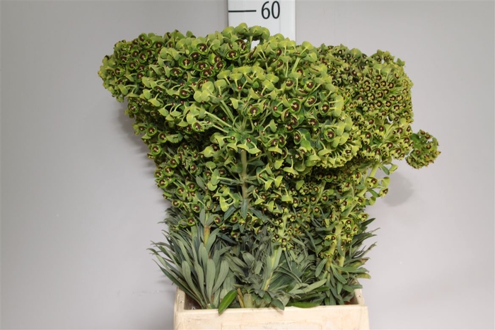 Euphorbia Spinosa