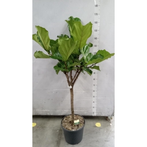 Ficus lyrata