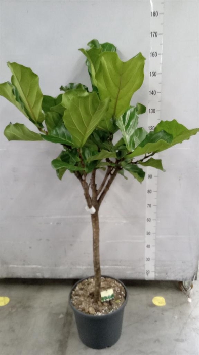 <h4>Ficus lyrata</h4>
