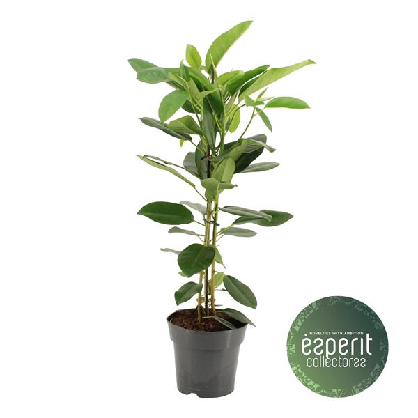 <h4>Ficus microcarpa Fuji</h4>