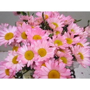 Leuc Vulg Sweet Rose