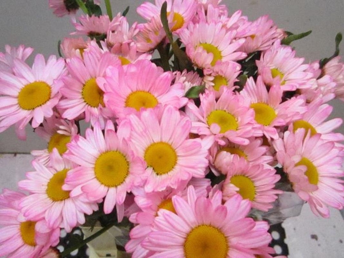 <h4>Leuc Vulg Sweet Rose</h4>
