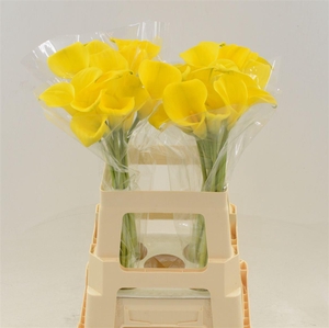 Calla Gold Label