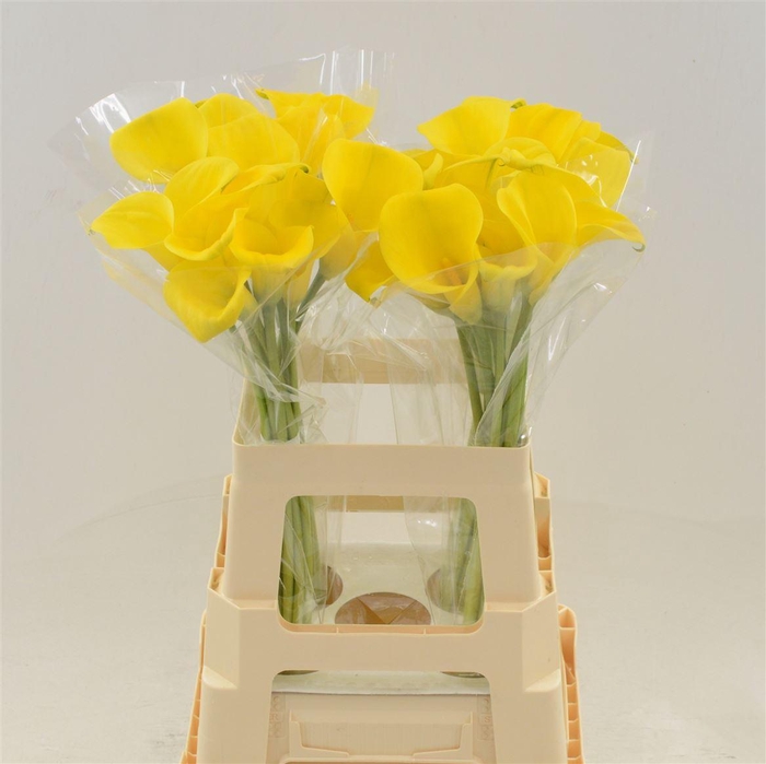 <h4>Calla Gold Label</h4>