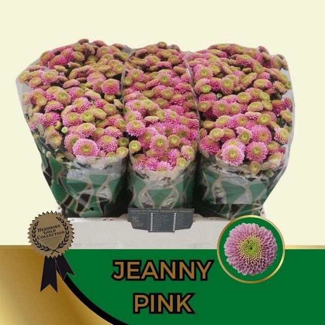 <h4>CHR S AAA JEANNY PIN</h4>