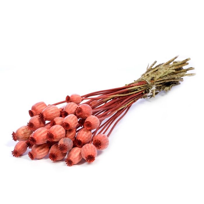 <h4>Papaver Burnt Orange</h4>