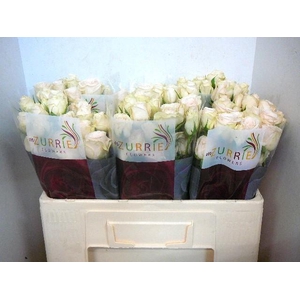 R TR RLM  P CH DELIG