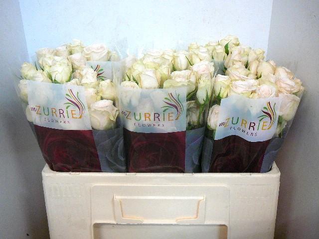 <h4>R TR RLM P CH DELIG</h4>