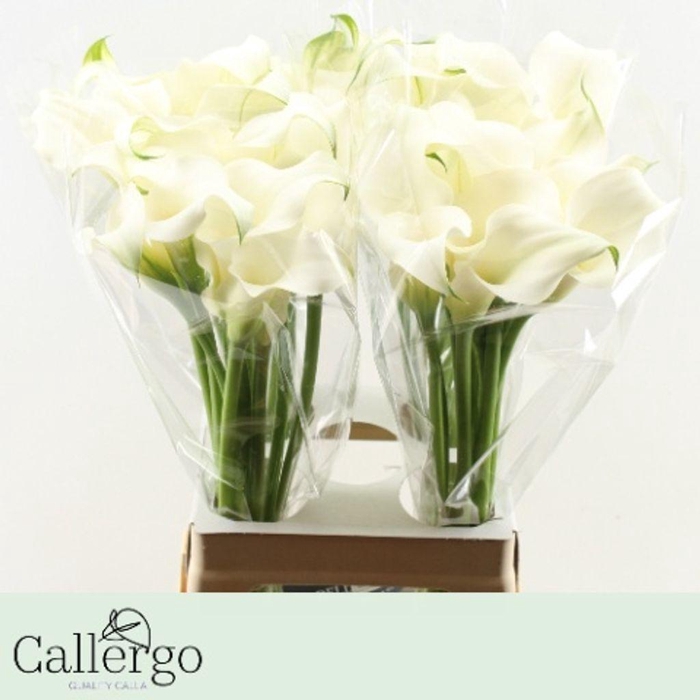 <h4>Zantedeschia white present</h4>