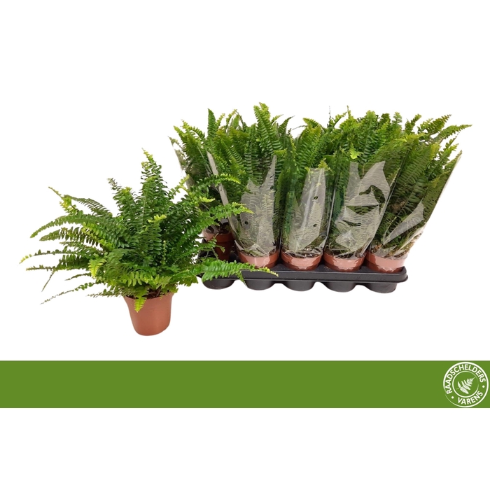 <h4>NEPHR EX GREEN LADY</h4>