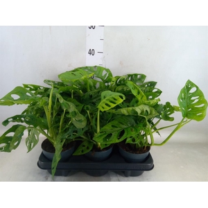 Monstera obliqua 'Monkey Mask'
