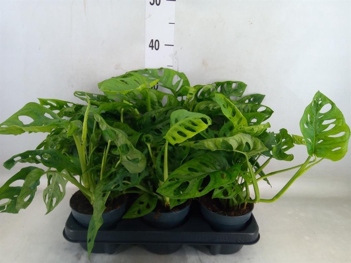 <h4>Monstera obliqua 'Monkey Mask'</h4>