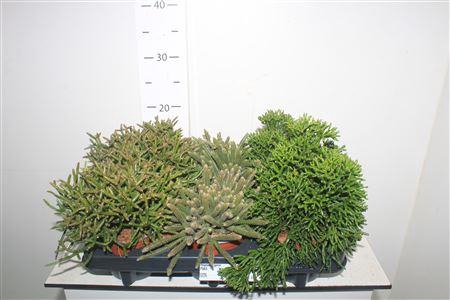 <h4>Rhipsalis Gem</h4>