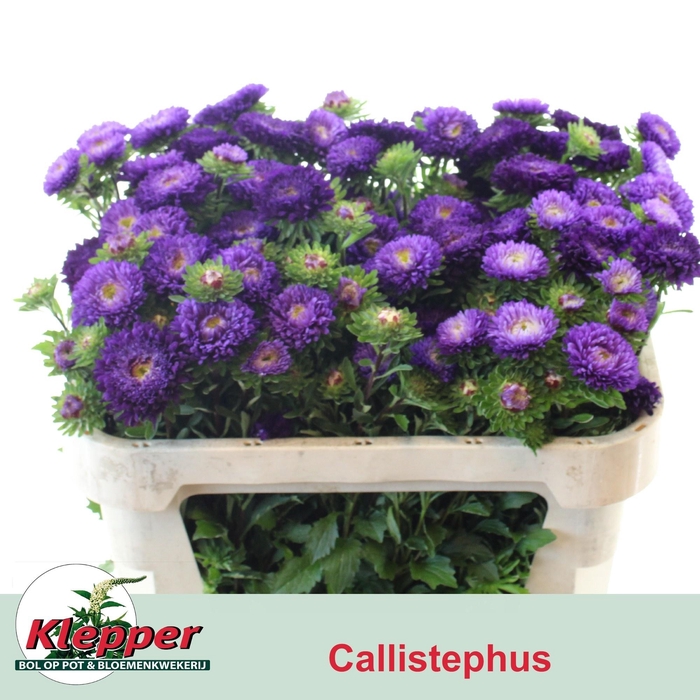<h4>CALLIS AZUMI XL BLUE</h4>