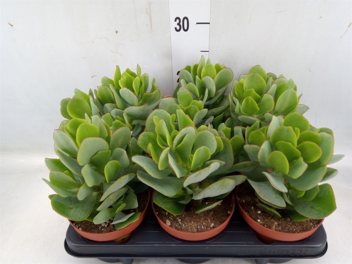 <h4>Crassula arborescens</h4>