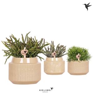 Kolibri Greens Rhipsalis mix in Maze pot khaki