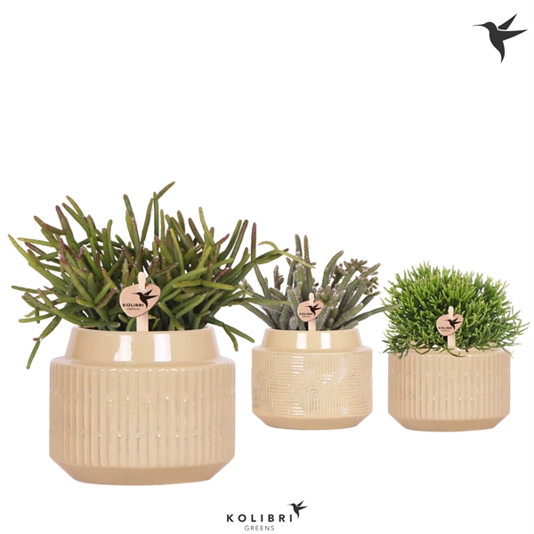 <h4>Kolibri Greens Rhipsalis mix in Maze pot khaki</h4>