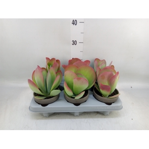 Kalanchoe NF thyrsiflora