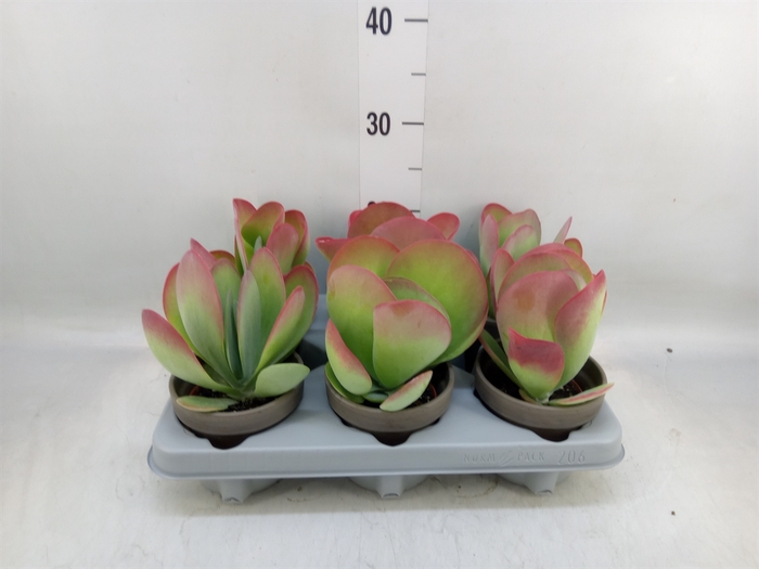 <h4>Kalanchoe NF thyrsiflora</h4>