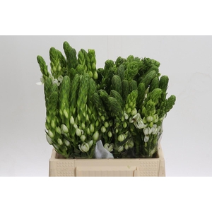 Ornithogalum Thyrsoides Milky Way Promo
