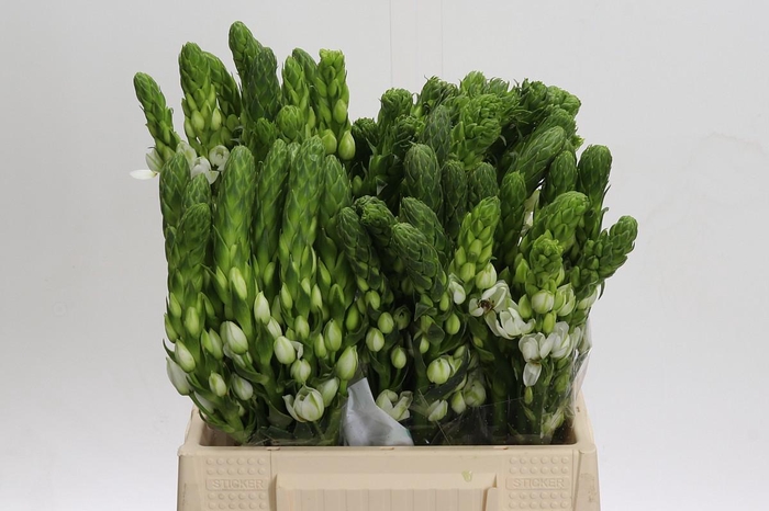 <h4>Ornithogalum thyrsoides Milky Way</h4>
