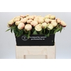 Paeonia Ann Cousins