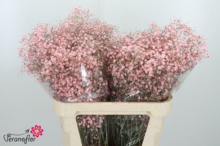 <h4>GYPS KLB H%</h4>