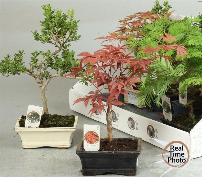 <h4>Bonsai gemengd</h4>