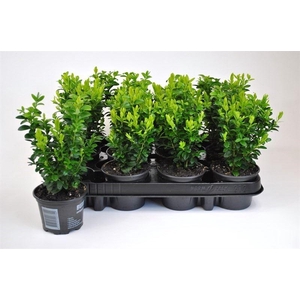 Buxus semp.   ...