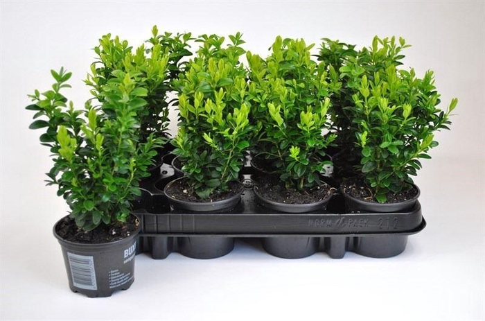 <h4>Buxus semp.   ...</h4>