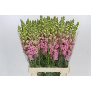 Antirrhinum Potomac Early Pink