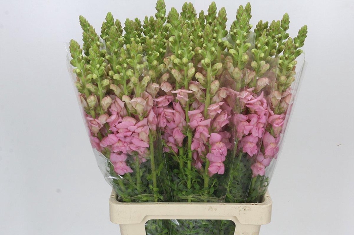 Antirrhinum Potomac Early Pink