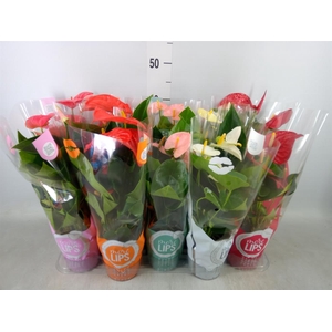 Anthurium   ...mix