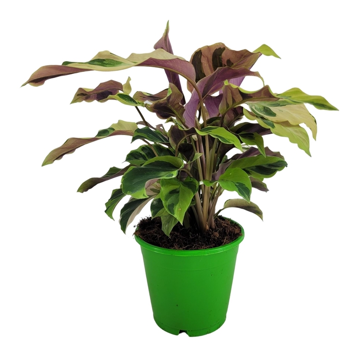 <h4>Calathea  'Fusion Yellow'</h4>